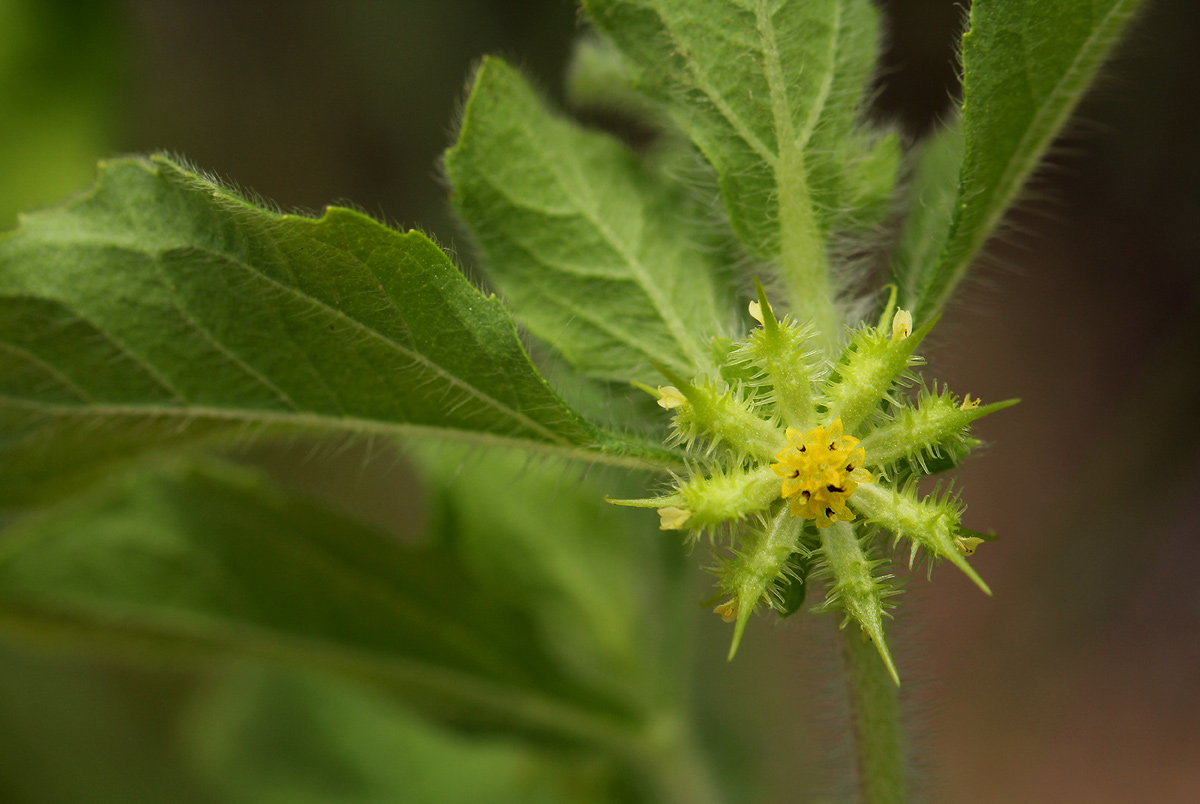 Acanthospermum hispidum