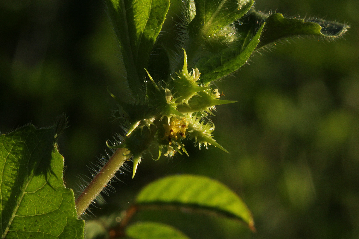 Acanthospermum hispidum
