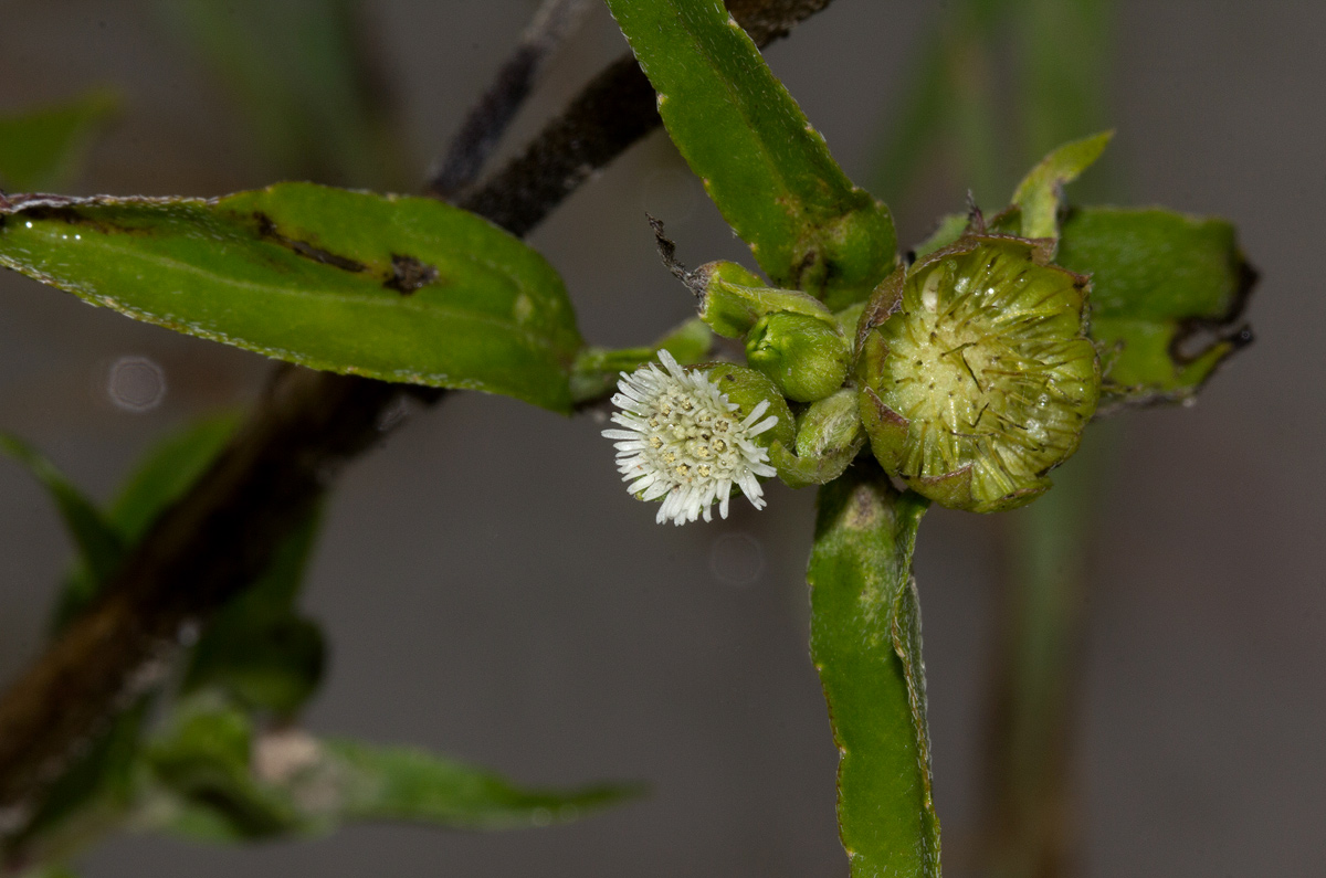 Eclipta prostrata Eclipta prostrata