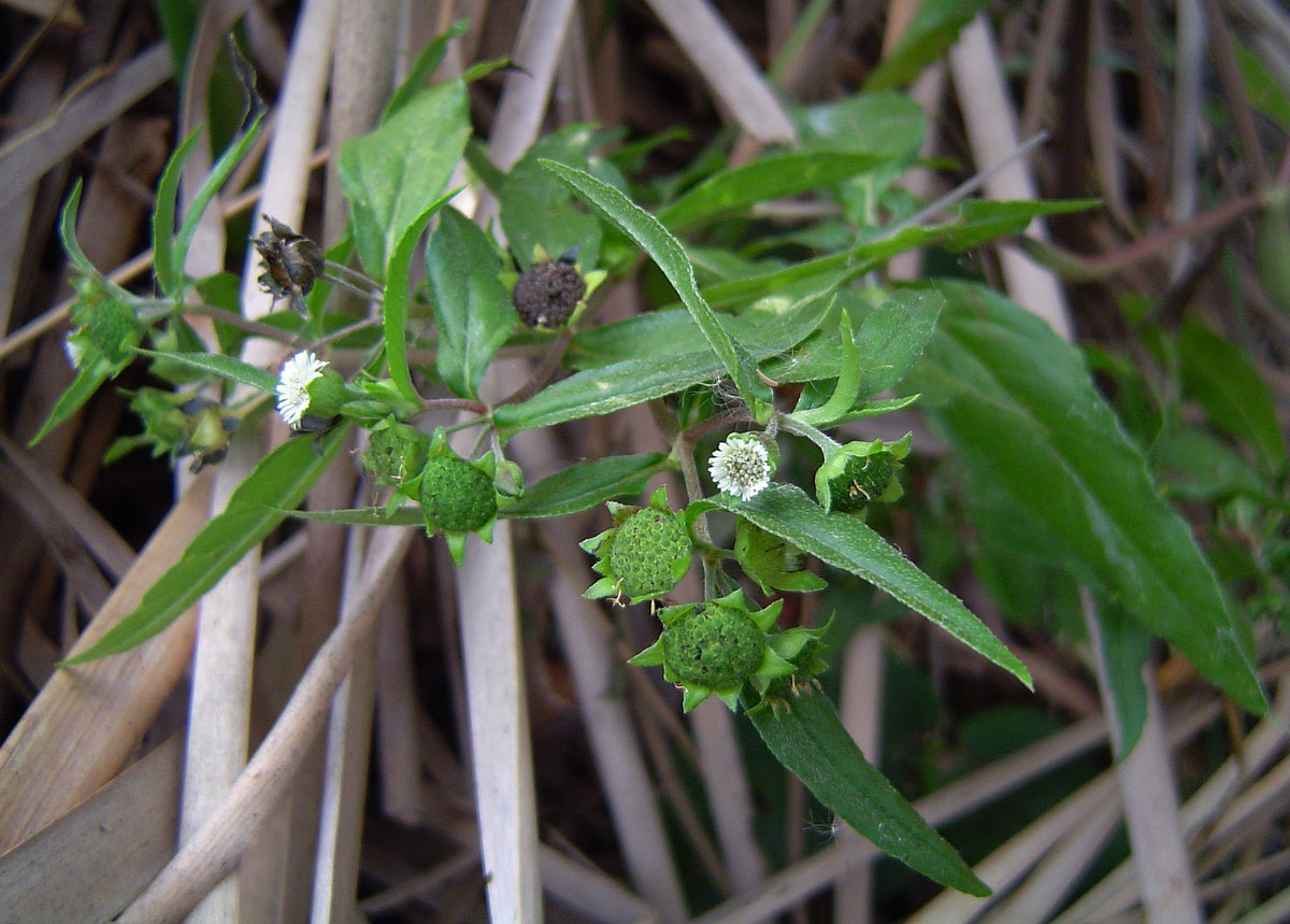 Eclipta prostrata