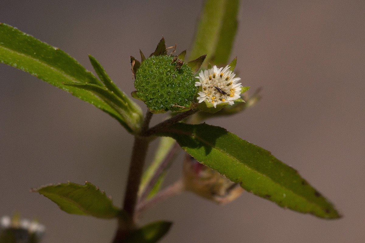 Eclipta prostrata Eclipta prostrata