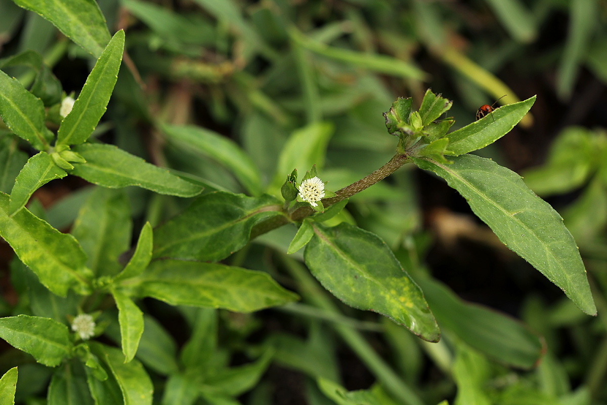 Eclipta prostrata Eclipta prostrata