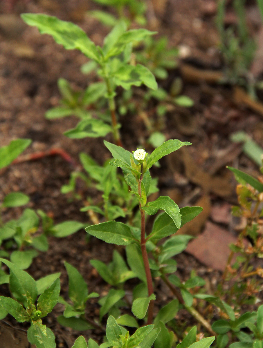 Eclipta prostrata Eclipta prostrata