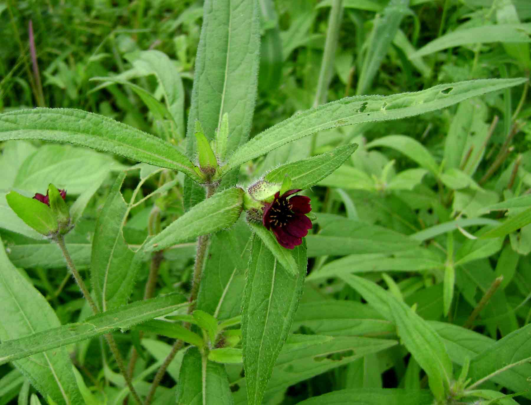 Aspilia kotschyi var. kotschyi