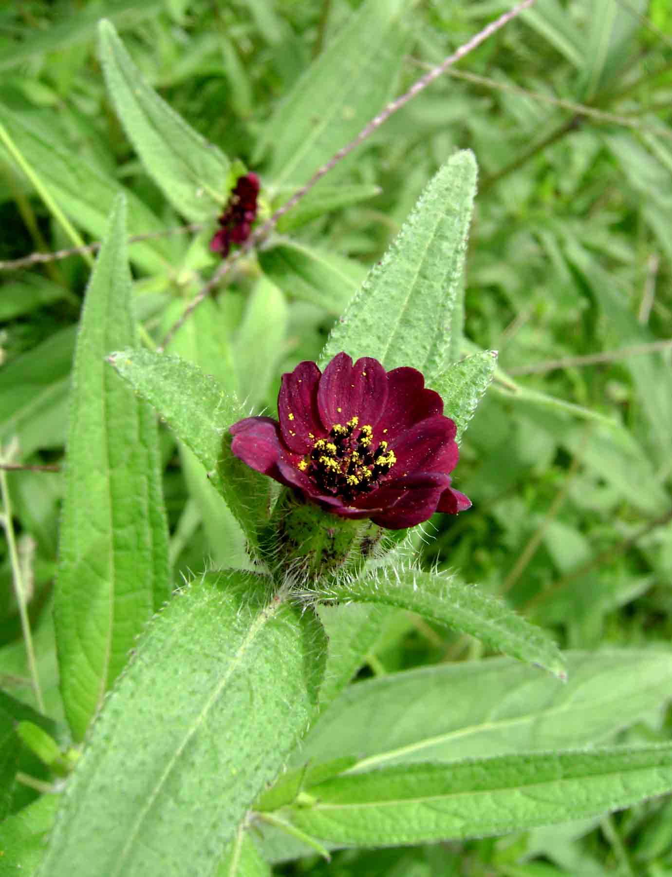 Aspilia kotschyi var. kotschyi