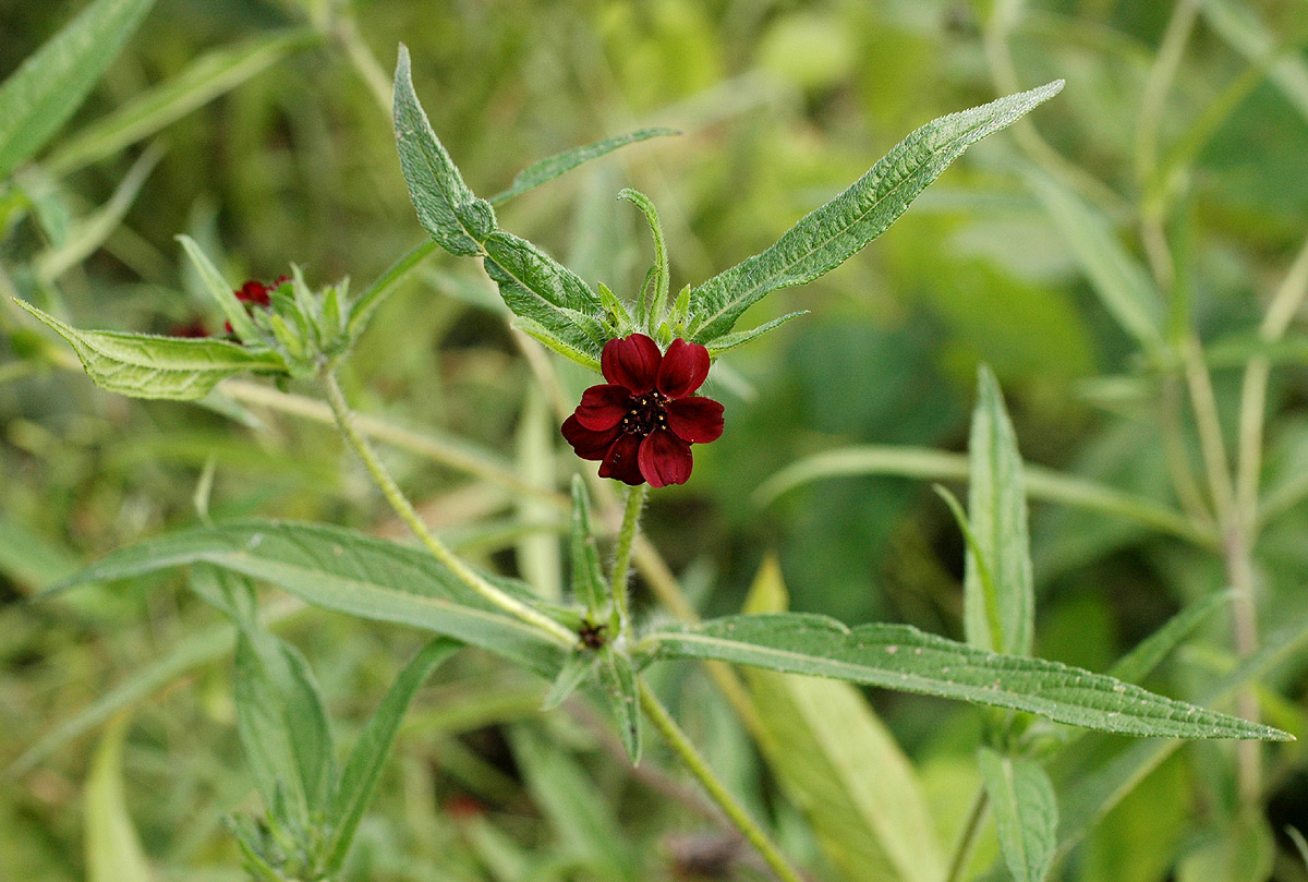 Aspilia kotschyi var. kotschyi