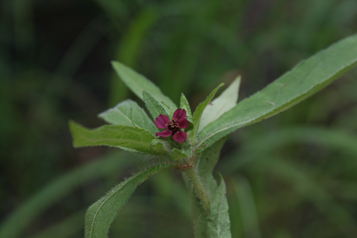 Aspilia kotschyi var. kotschyi