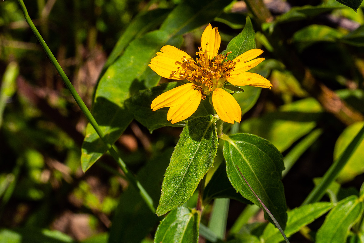 Aspilia pluriseta subsp. pluriseta