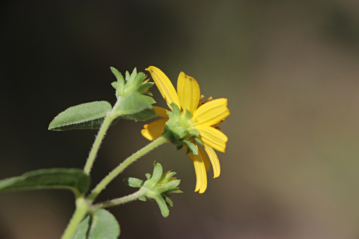 Aspilia pluriseta subsp. pluriseta