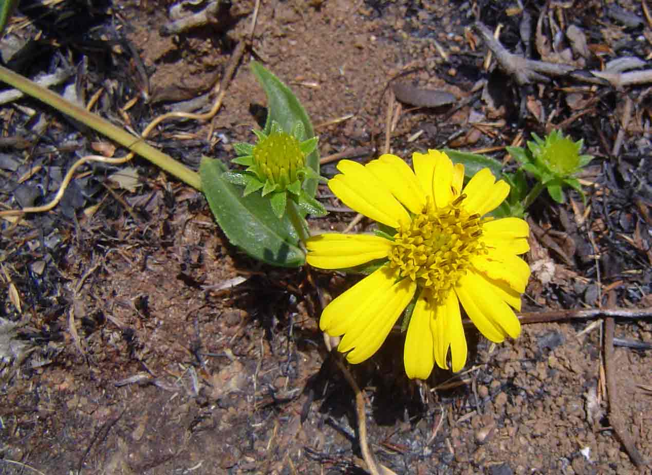 Aspilia pluriseta subsp. pluriseta Aspilia pluriseta subsp. pluriseta