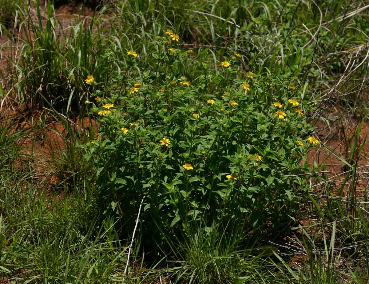 Aspilia pluriseta subsp. pluriseta Aspilia pluriseta subsp. pluriseta