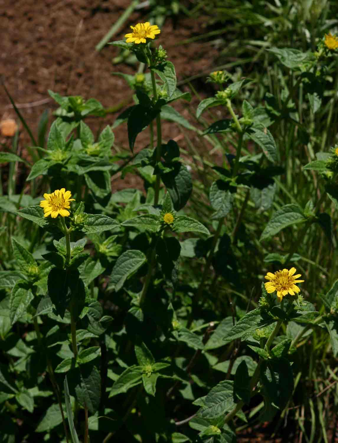 Aspilia pluriseta subsp. pluriseta Aspilia pluriseta subsp. pluriseta