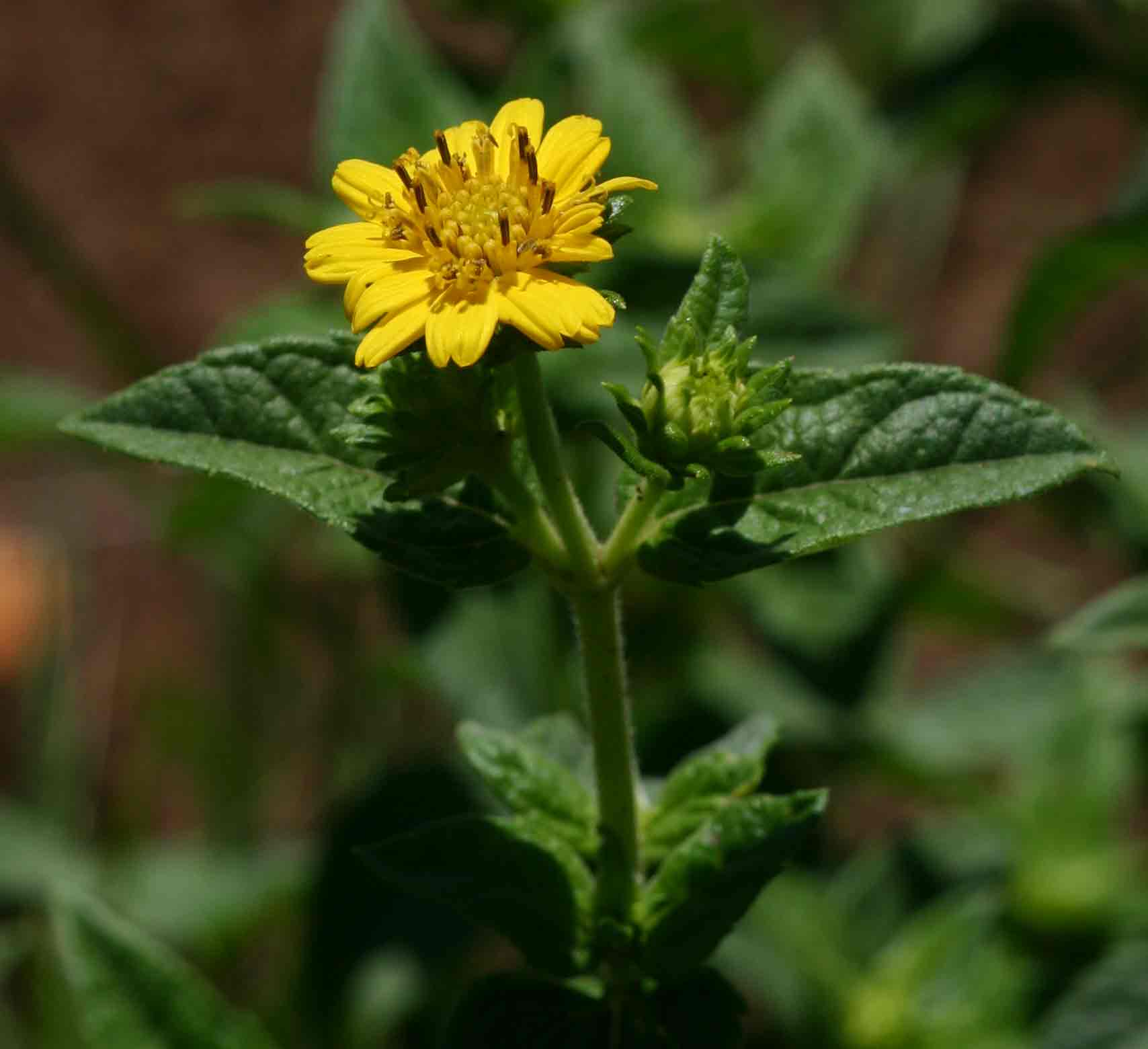 Aspilia pluriseta subsp. pluriseta Aspilia pluriseta subsp. pluriseta