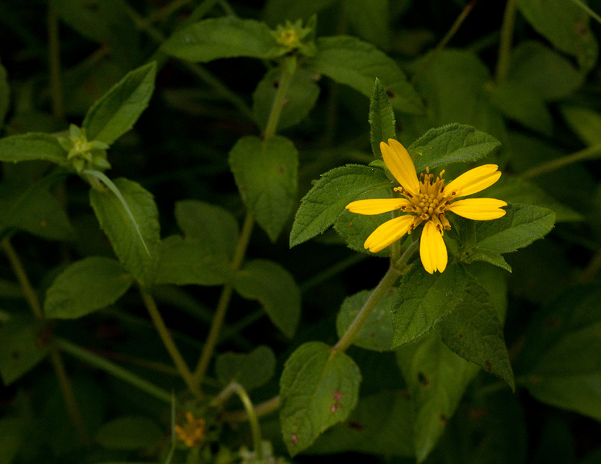 Aspilia pluriseta subsp. pluriseta