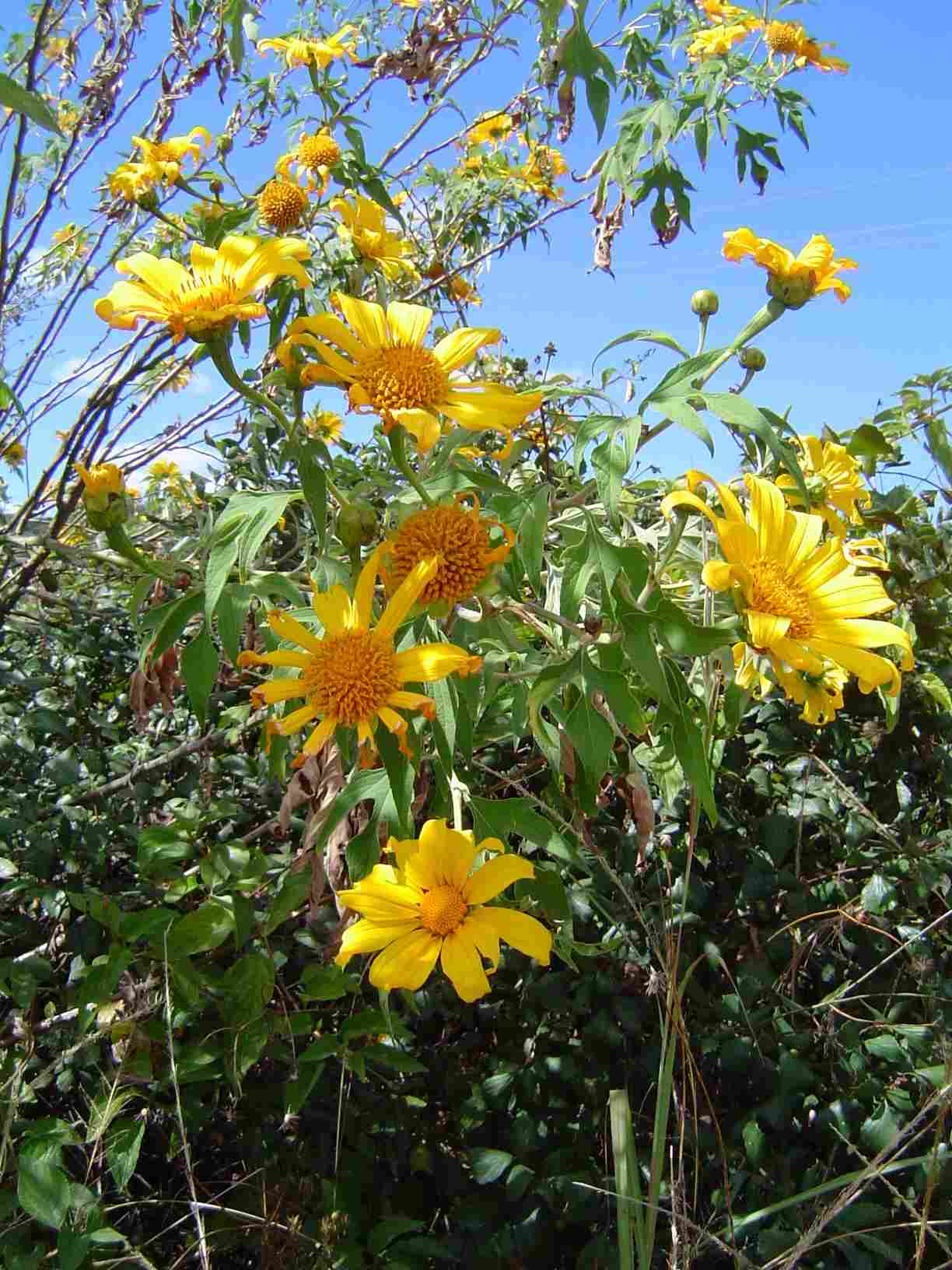 Tithonia diversifolia Tithonia diversifolia