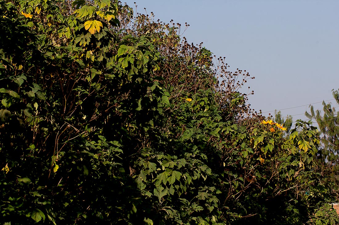 Tithonia diversifolia Tithonia diversifolia