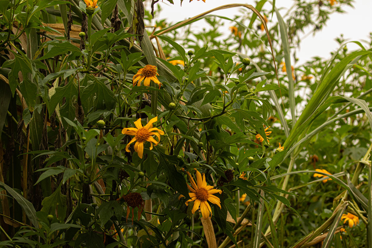 Tithonia diversifolia Tithonia diversifolia
