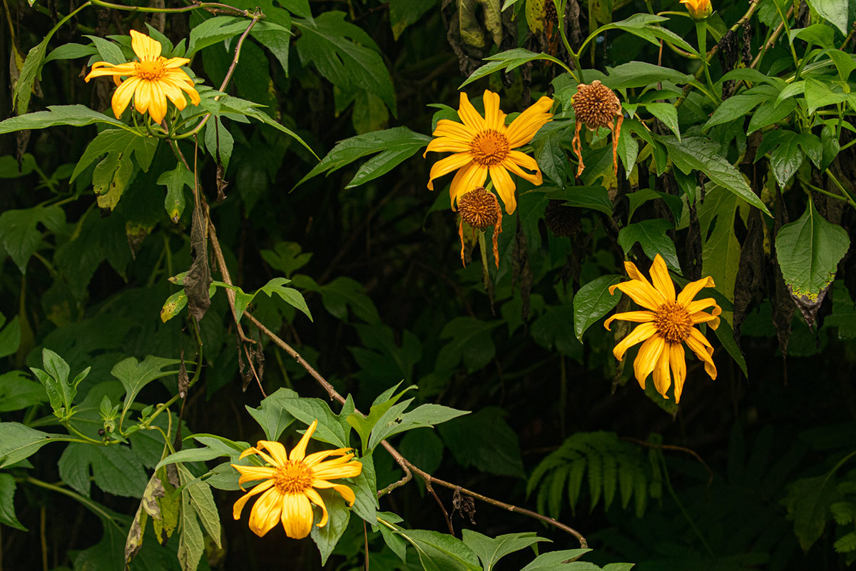 Tithonia diversifolia Tithonia diversifolia