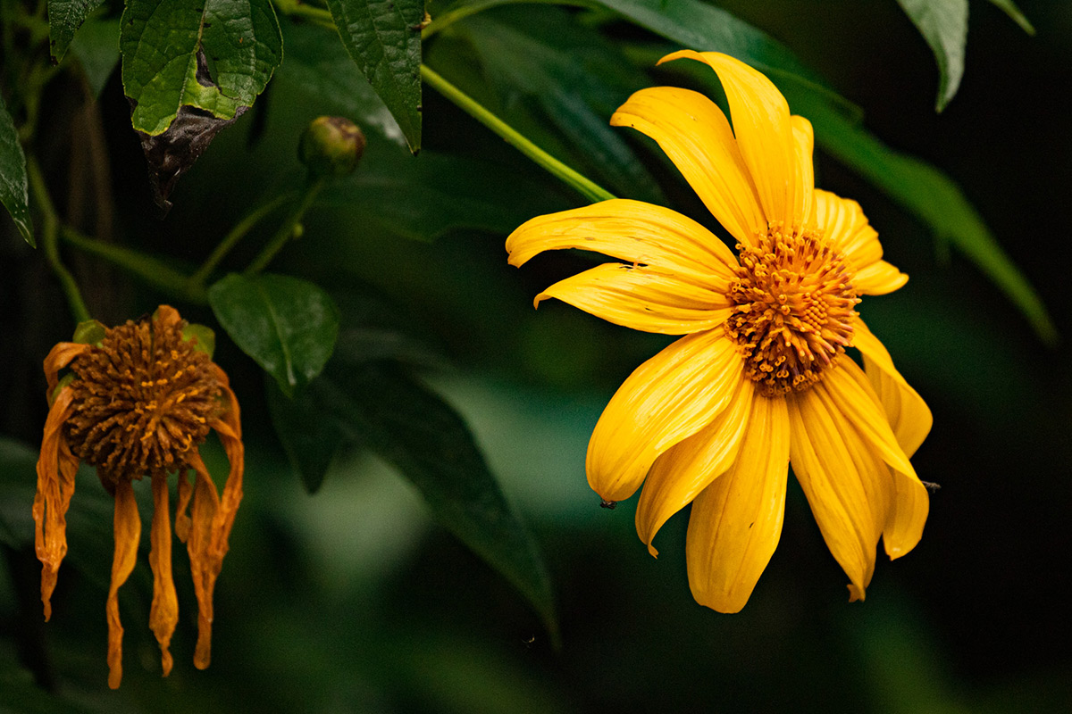 Tithonia diversifolia Tithonia diversifolia