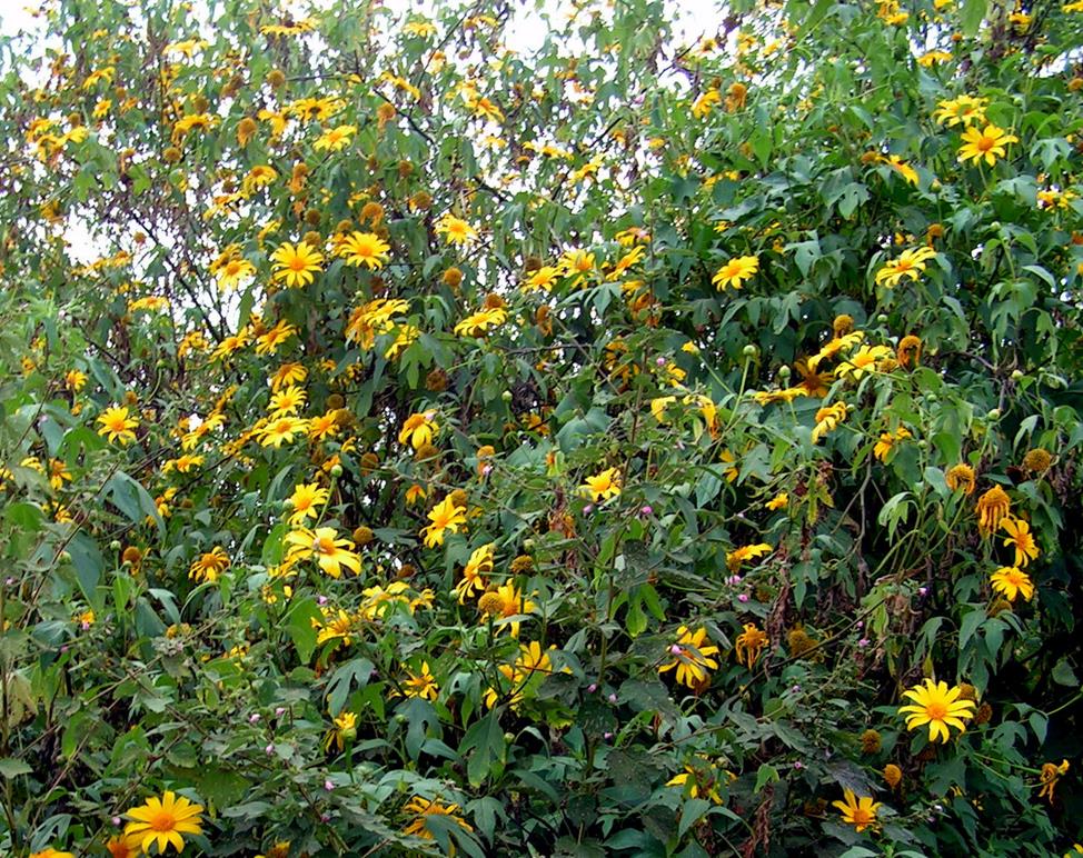 Tithonia diversifolia Tithonia diversifolia