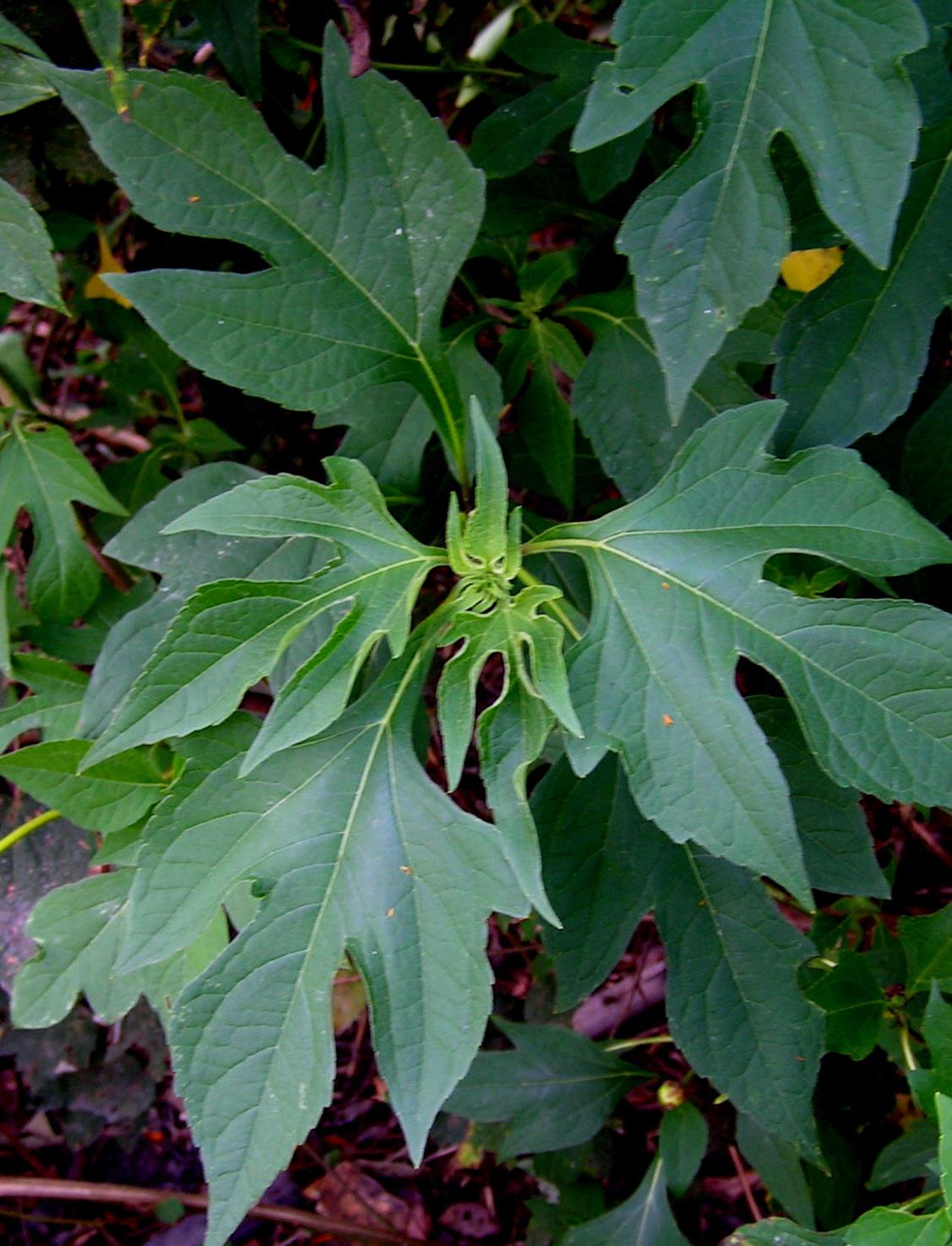 Tithonia diversifolia Tithonia diversifolia