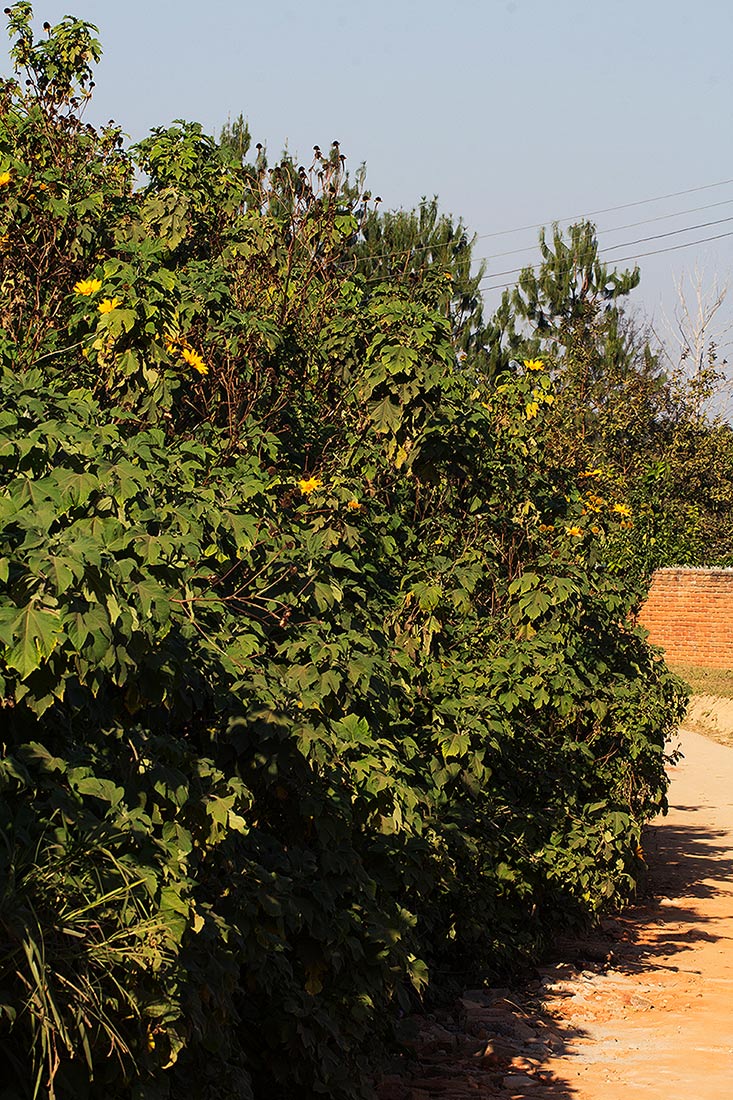 Tithonia diversifolia Tithonia diversifolia