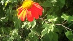Tithonia rotundifolia