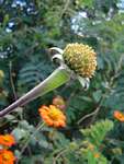 Tithonia rotundifolia