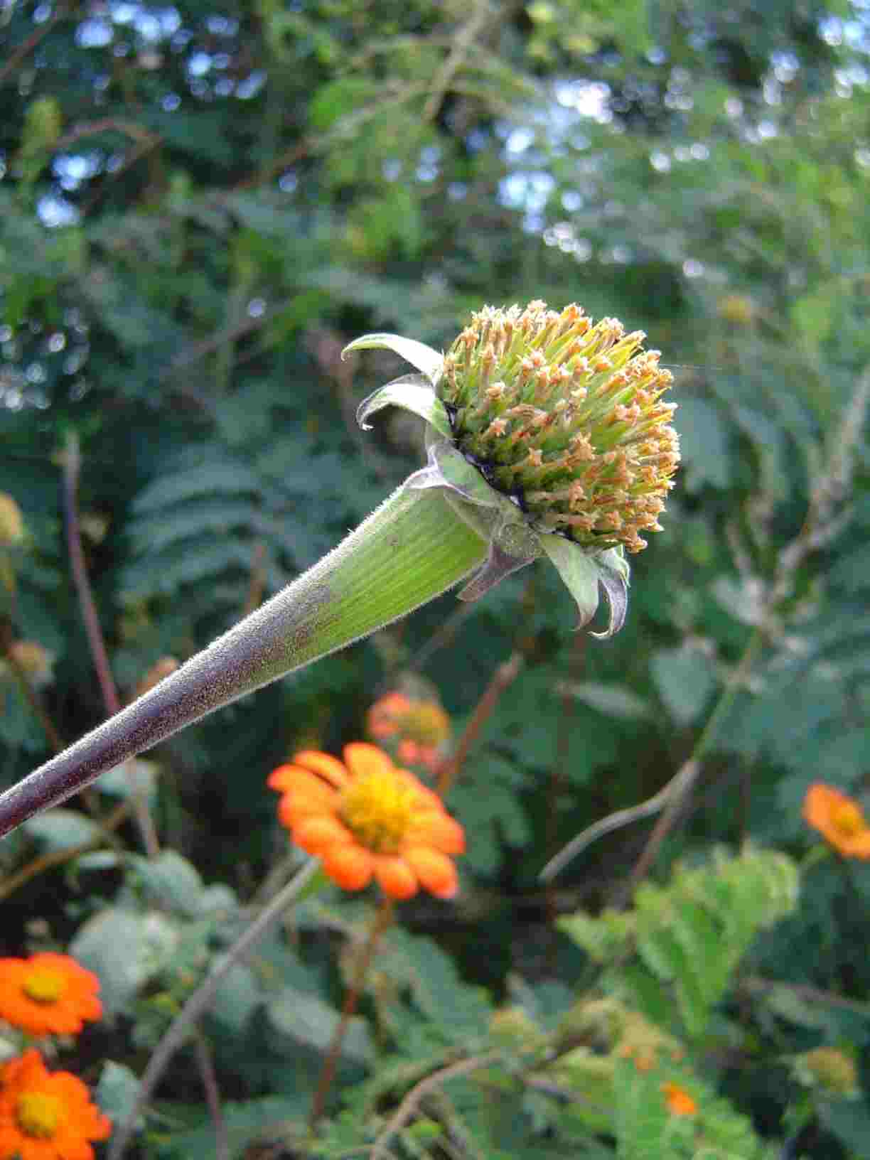 Tithonia rotundifolia