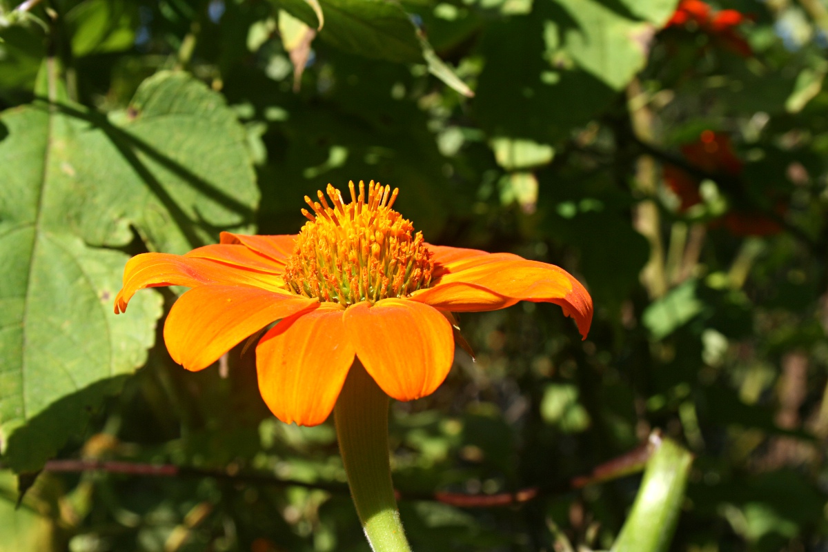 Tithonia rotundifolia Tithonia rotundifolia