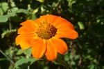 Tithonia rotundifolia