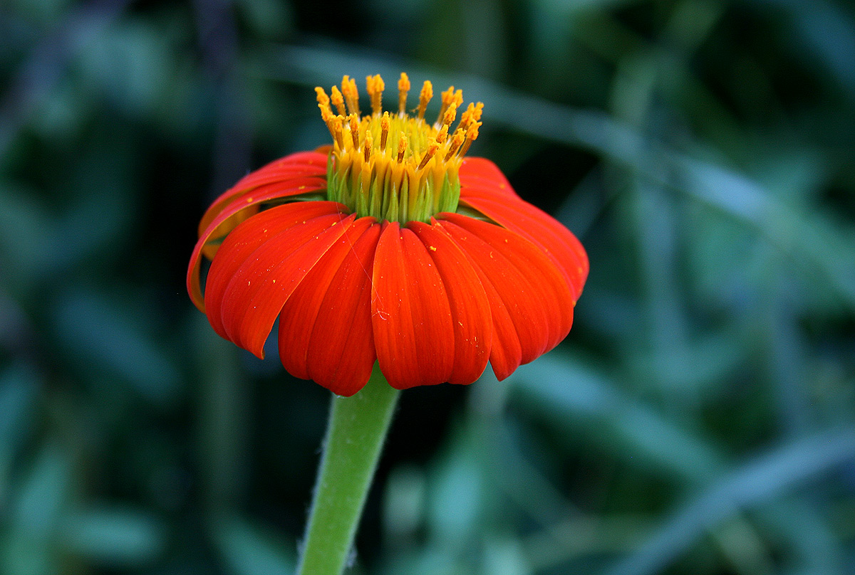 Tithonia rotundifolia Tithonia rotundifolia