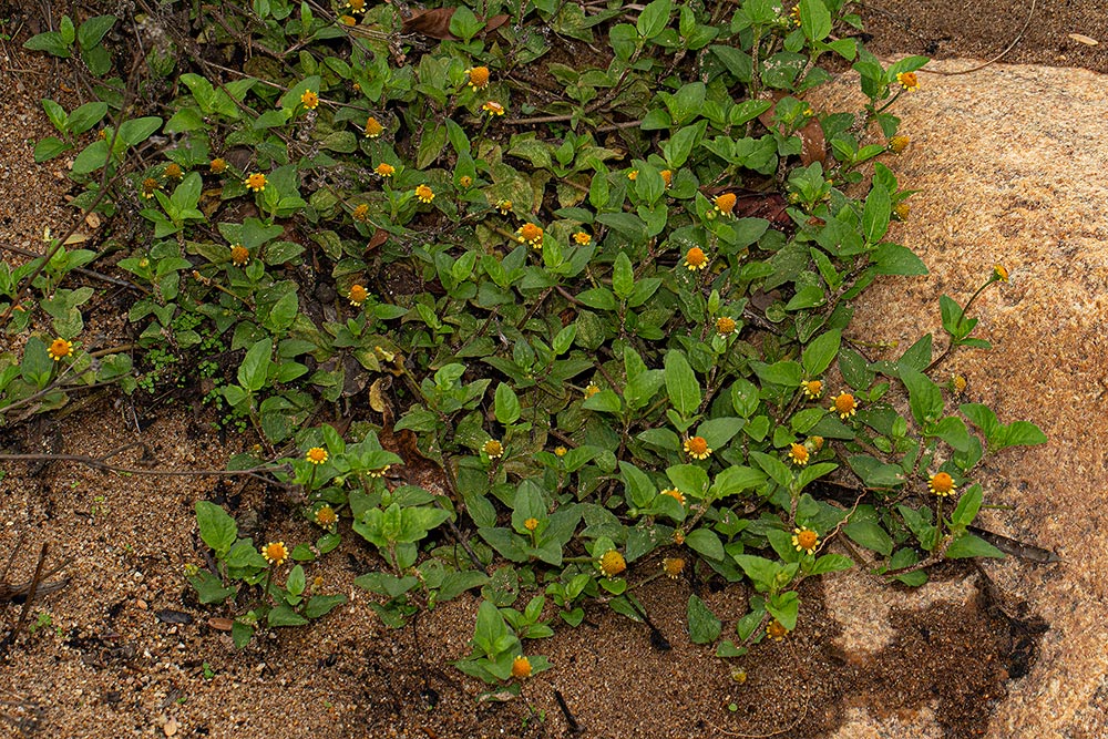 Acmella caulirhiza Acmella caulirhiza