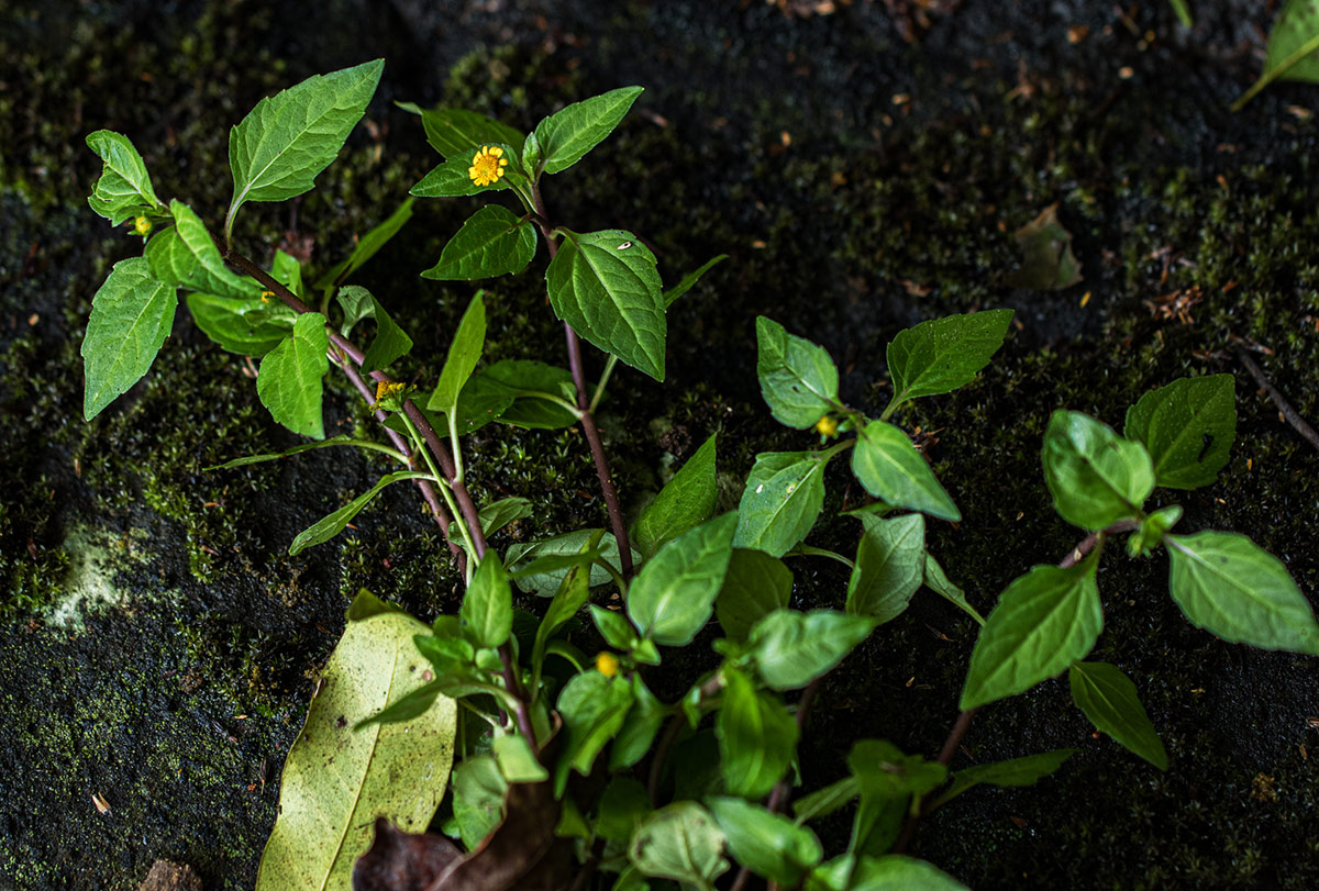 Acmella caulirhiza Acmella caulirhiza