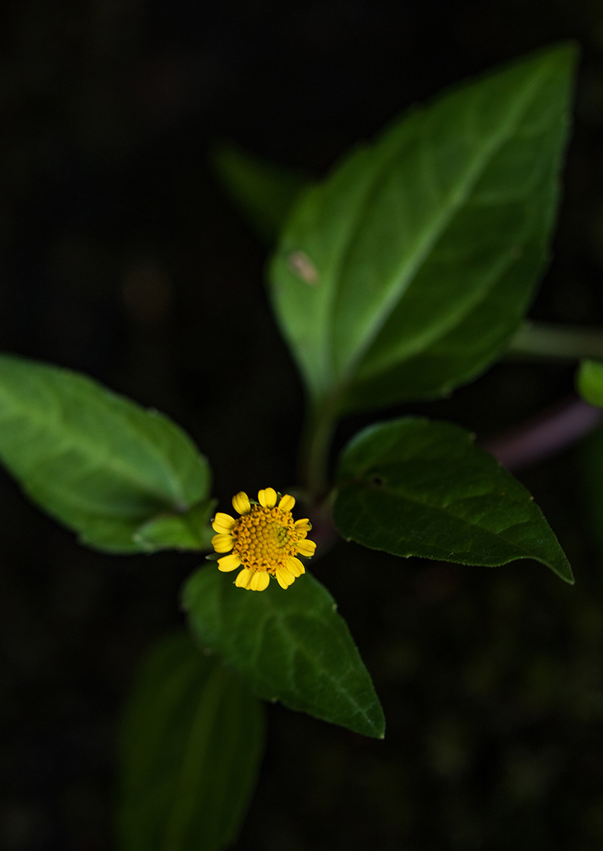 Acmella caulirhiza Acmella caulirhiza