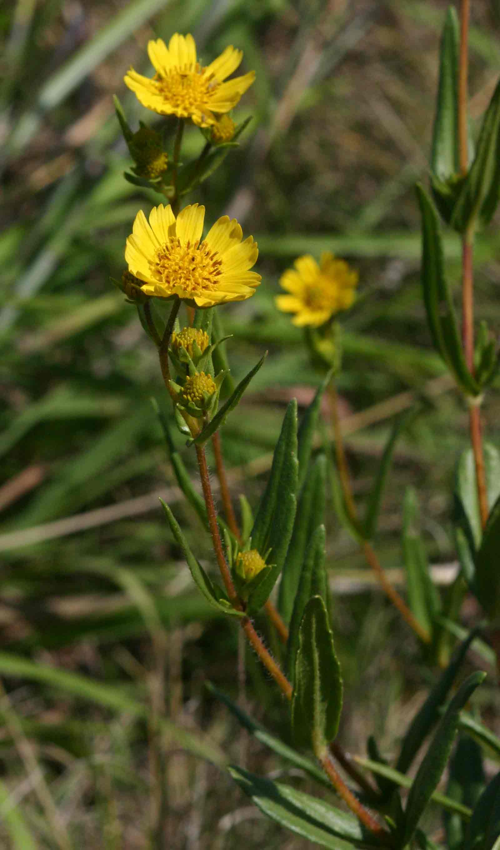 Guizotia scabra Guizotia scabra