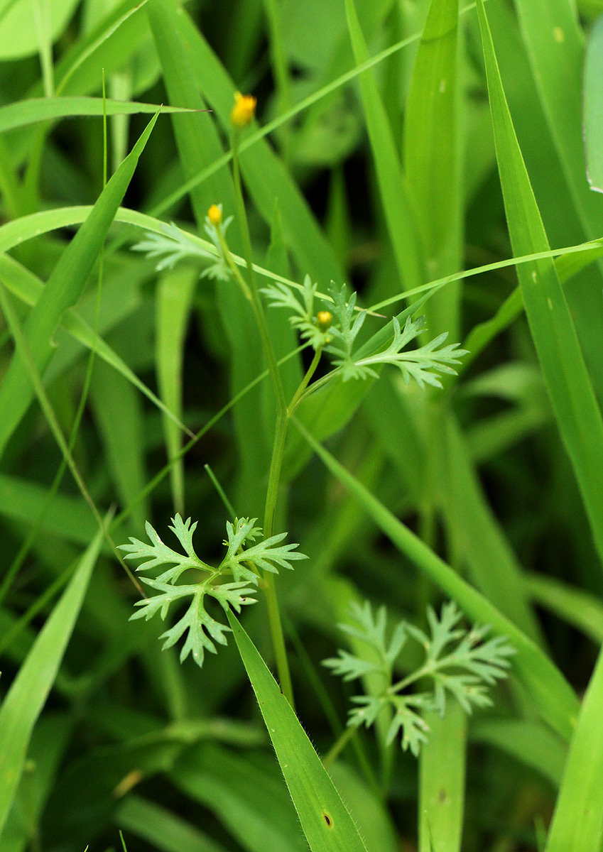 Chrysanthellum indicum subsp. afro-americanum