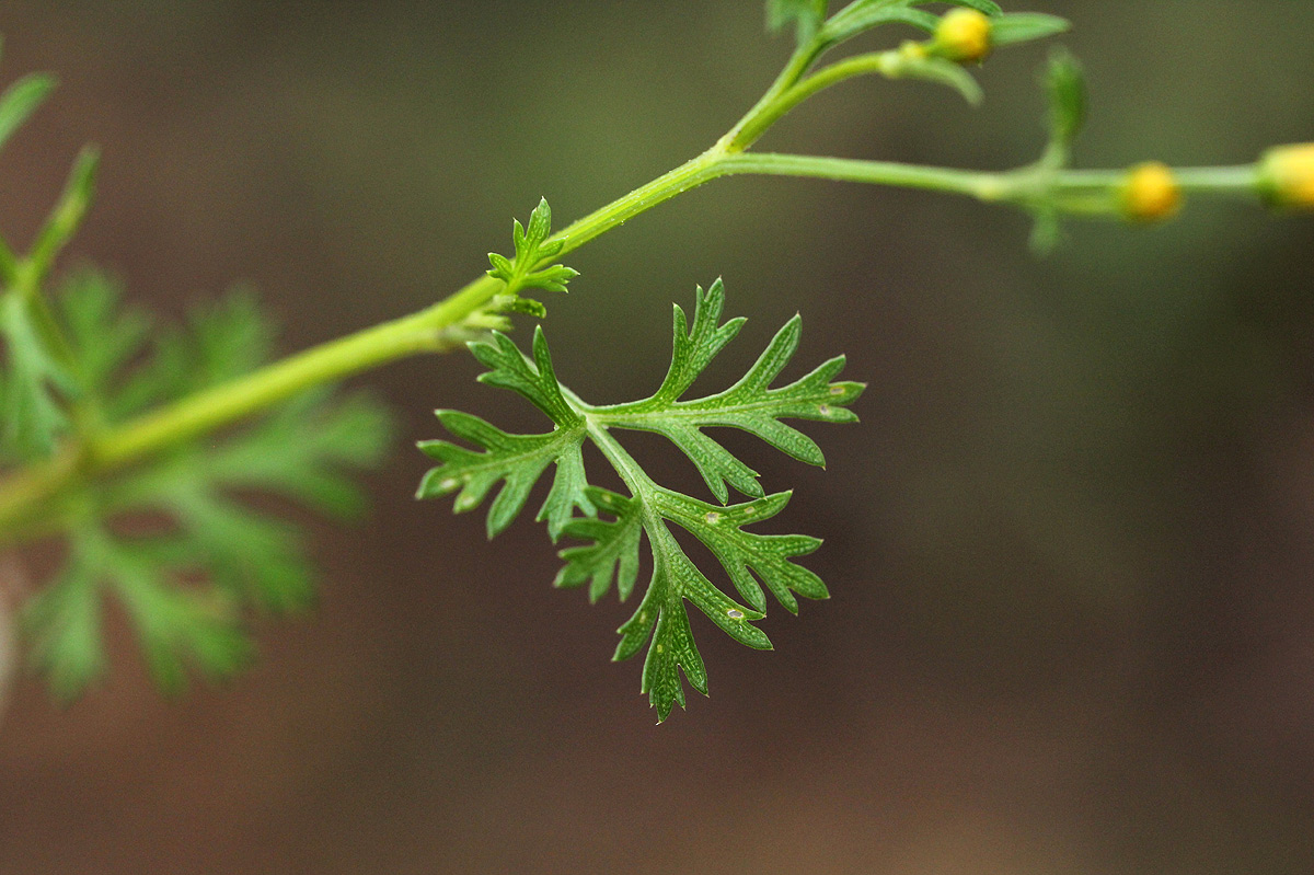 Chrysanthellum indicum subsp. afro-americanum
