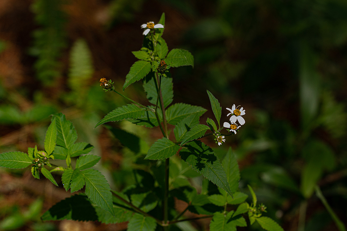 Bidens pilosa Bidens pilosa
