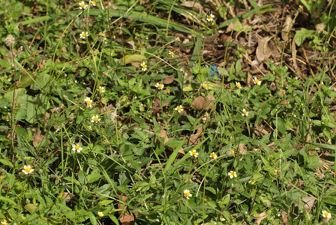 Tridax procumbens