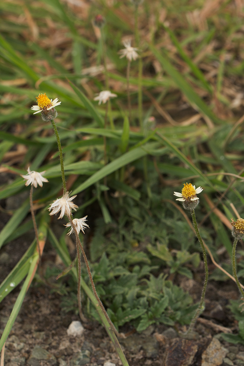 Tridax procumbens Tridax procumbens