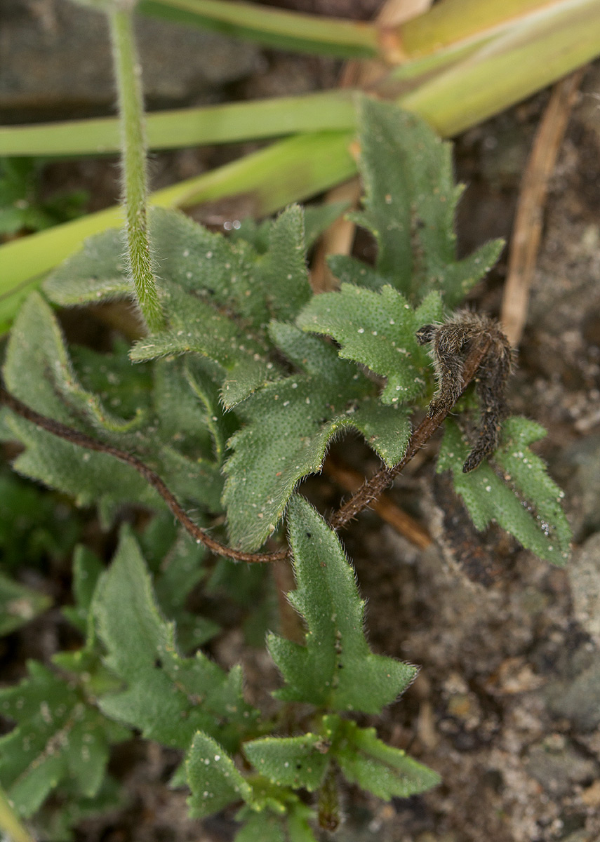 Tridax procumbens Tridax procumbens