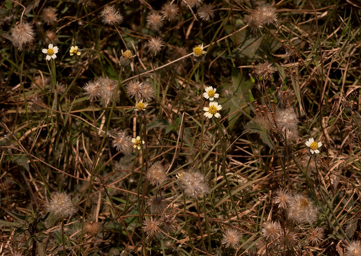 Tridax procumbens