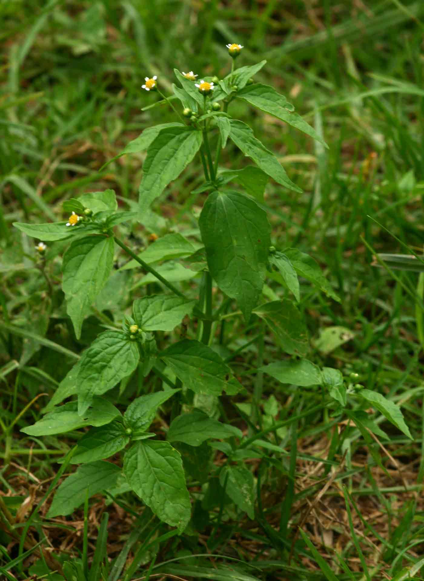 Galinsoga parviflora Galinsoga parviflora