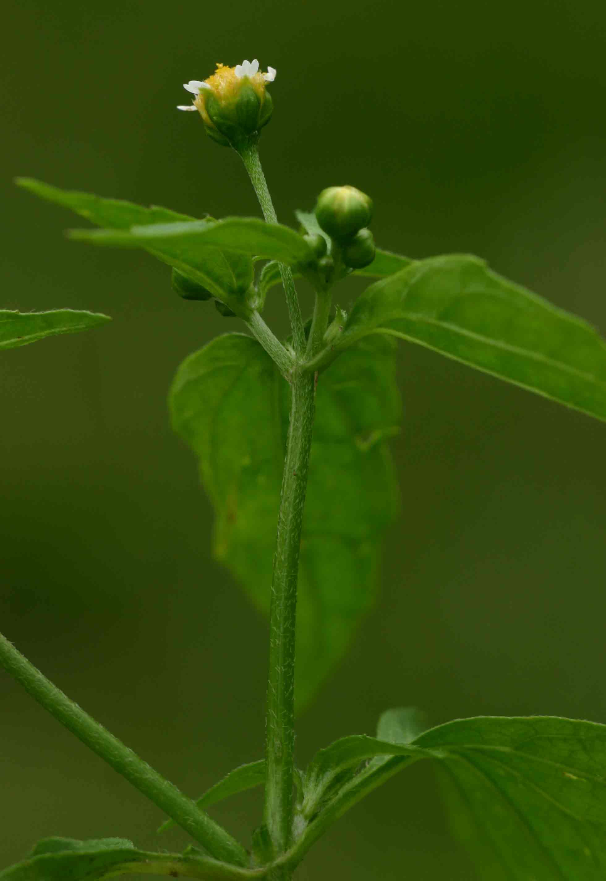 Galinsoga parviflora Galinsoga parviflora