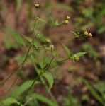Galinsoga parviflora