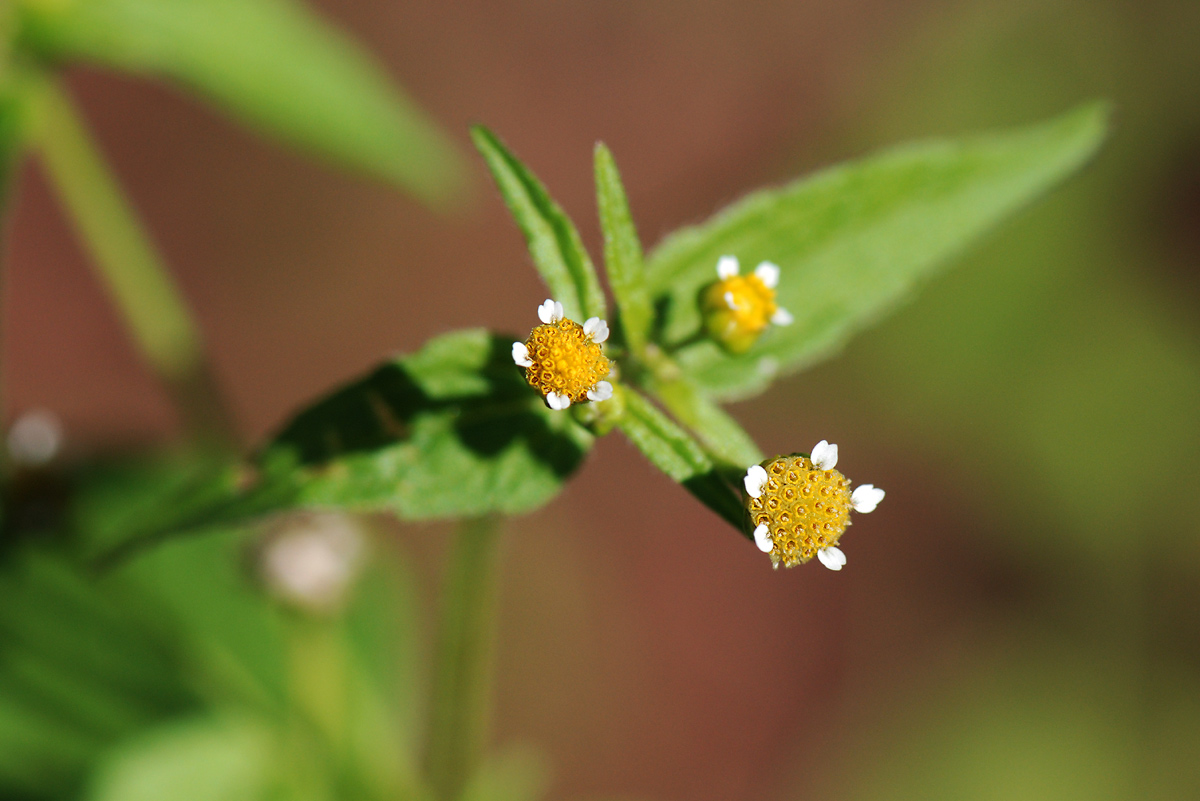 Galinsoga parviflora
