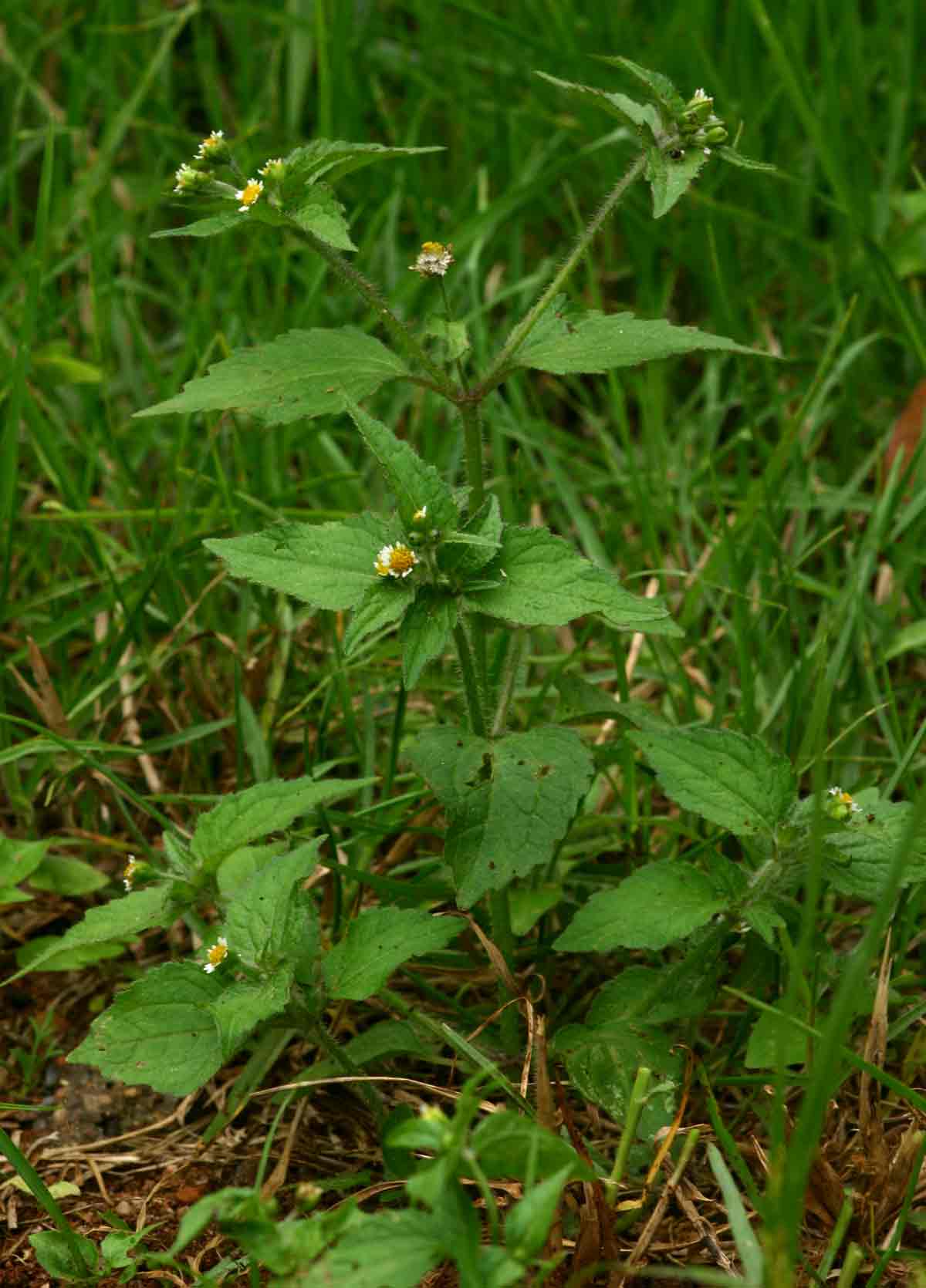 Galinsoga quadriradiata Galinsoga quadriradiata