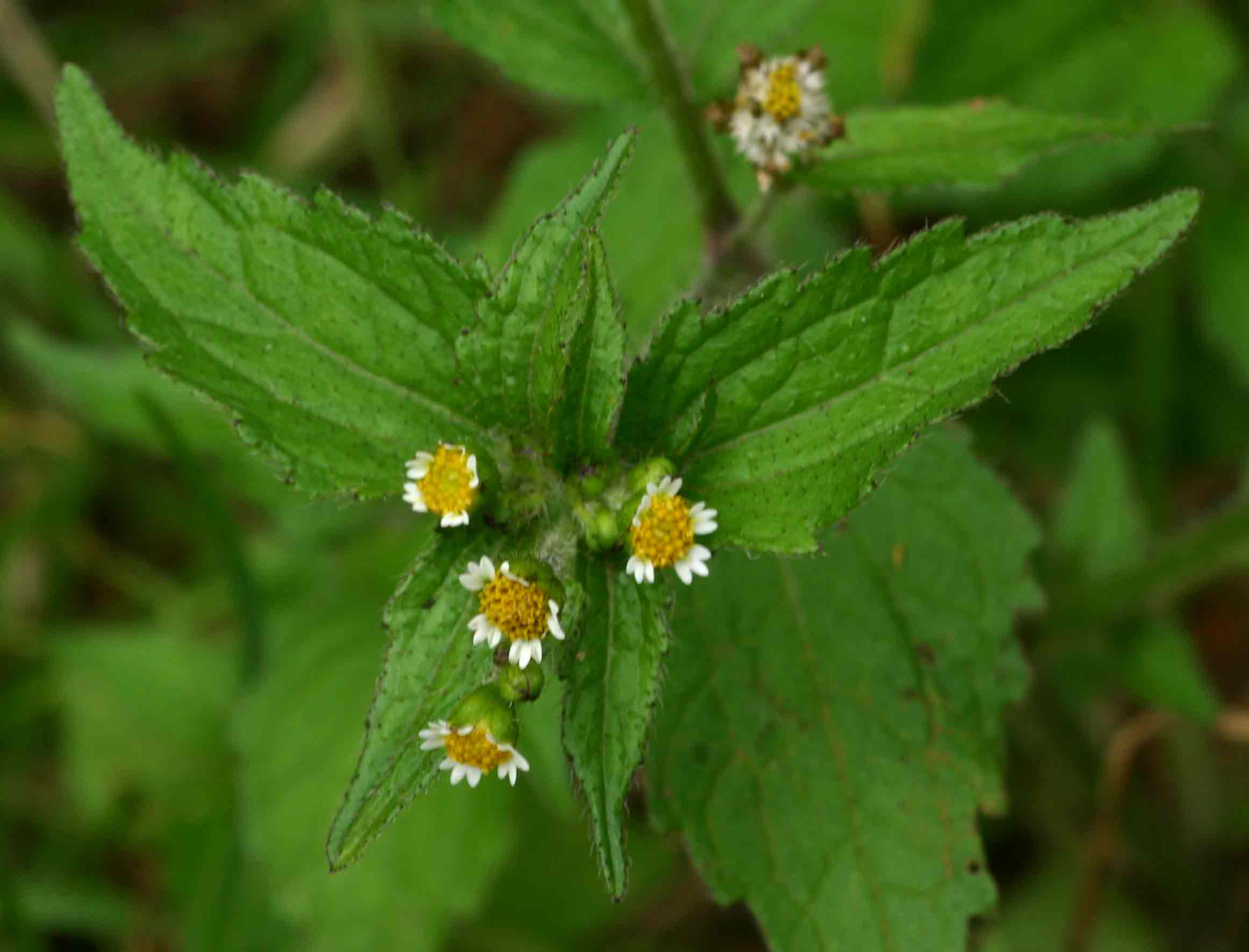 Galinsoga quadriradiata Galinsoga quadriradiata