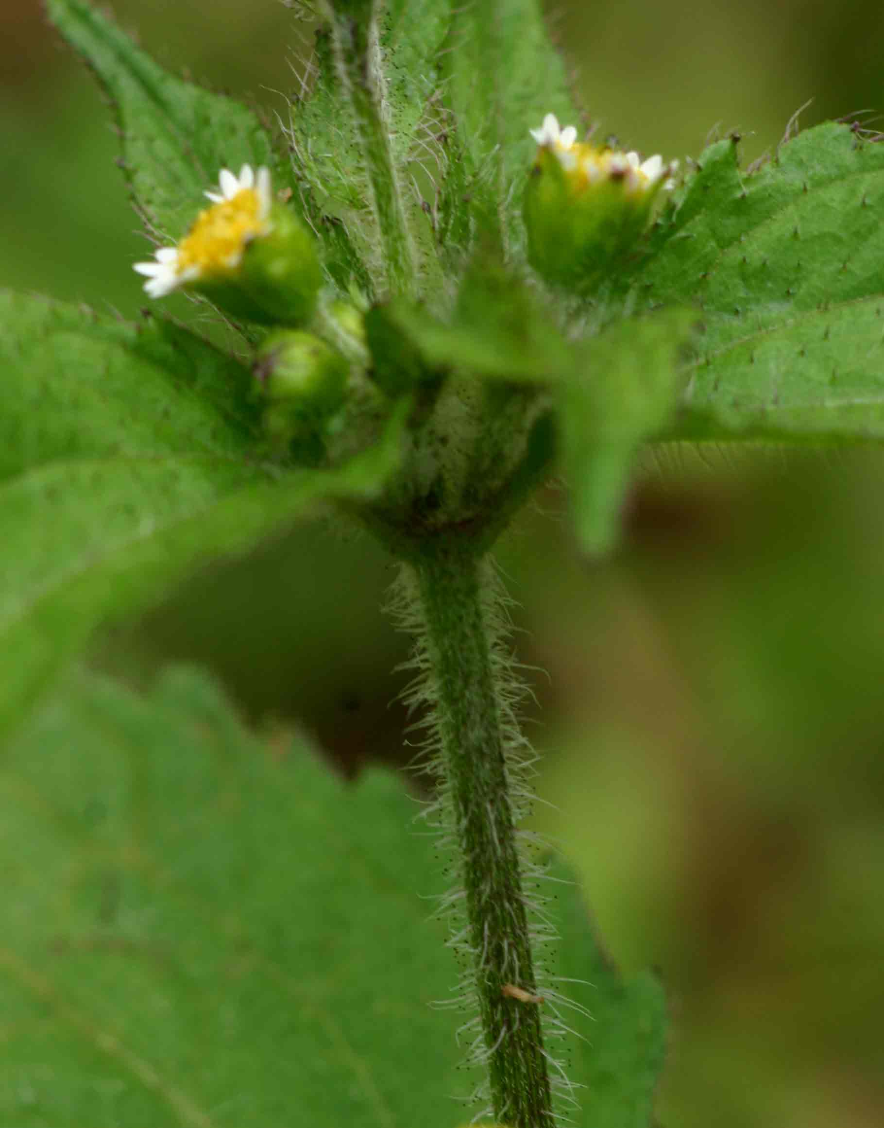 Galinsoga quadriradiata Galinsoga quadriradiata